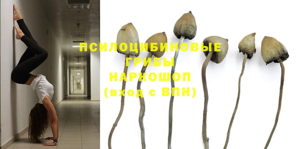 прущие грибы Аркадак