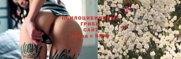 прущие грибы Аркадак